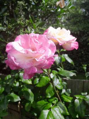 flowers